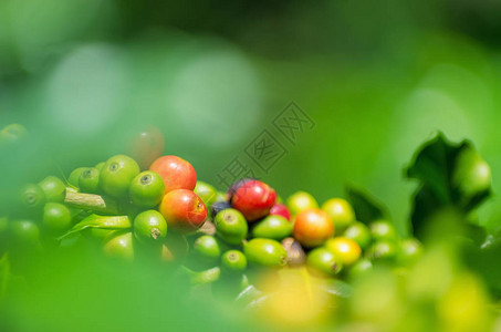 成熟的咖啡果实在软焦点上的树种上背景图片