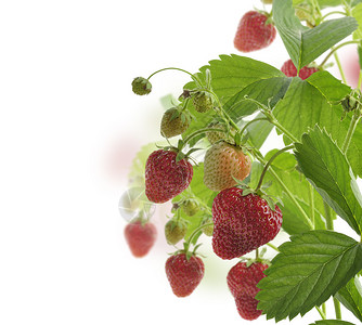 草莓植物与白色背景上的浆果图片