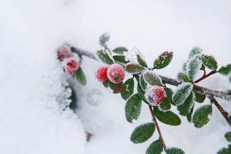 白雪地上结霜的冬青浆果图片