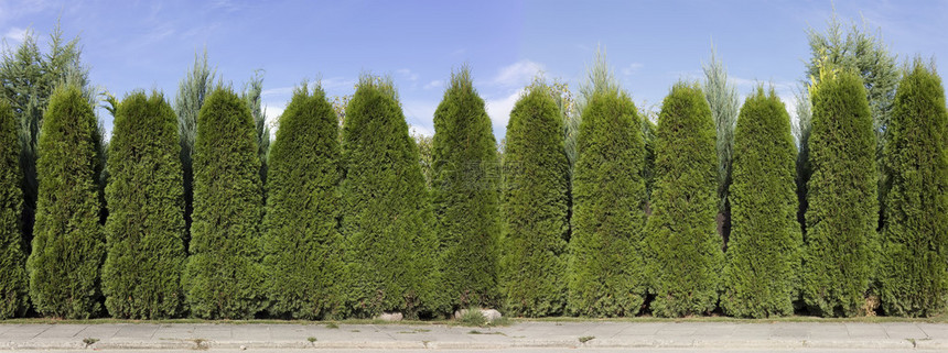 长的绿篱笆与绿色Thuja树的绿图片