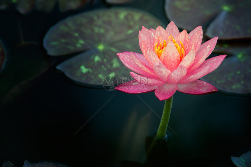 这种美丽的粉红色睡莲或花与深蓝色水面的丰富色彩相得益彰饱和的色彩和充满活力的细节使它成为一个几乎图片