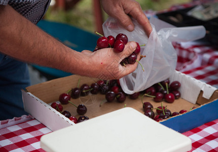 一个卖主把新鲜樱桃放进袋子里给当地农图片
