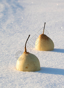 雪中两颗梨子新鲜落下的图片