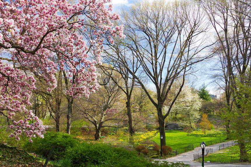 纽约市中央公园春季风景图片
