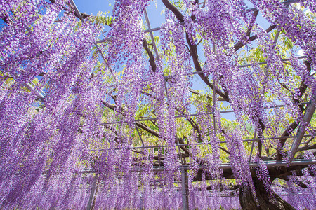 开花在春天季节的秀丽紫藤图片