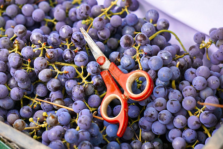 用剪刀在盒子里收获葡萄收获酿酒葡萄收获用于图片