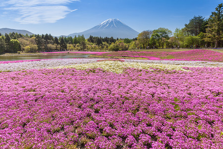 春天的富士山和粉红苔藓田图片