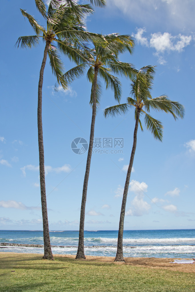 夏威夷波布海滩风景的椰子树图片