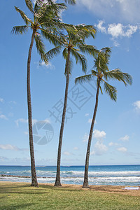 夏威夷波布海滩风景的椰子树高清图片