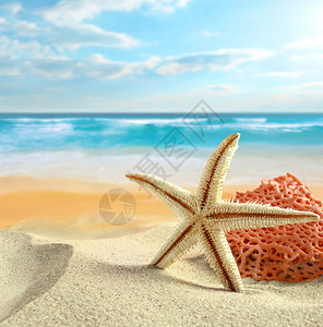 热带海滩上的海星和珊瑚图片