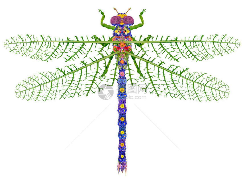 由真正的夏花和叶子制成的飞龙昆虫抽象手工制图片
