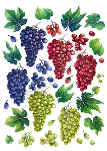 一组水彩串的白色蓝色和红色葡萄绿叶和树枝手绘植物设计元素在白色图片