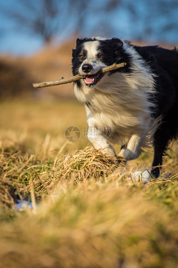 边境牧羊犬在田间玩耍图片