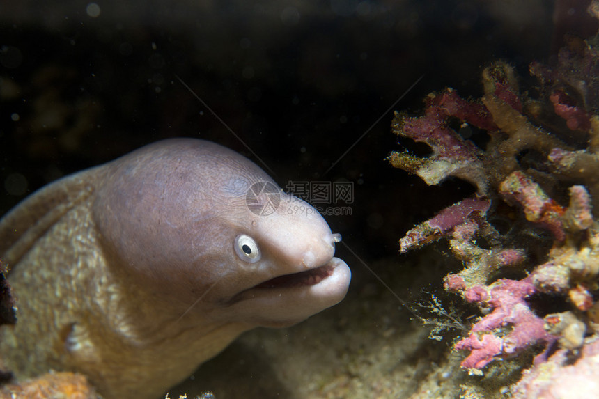 在菲律宾宿务看着你的莫雷鳗鱼图片