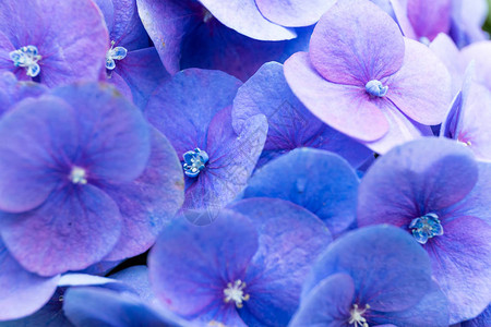 紫色绣球花关闭图片