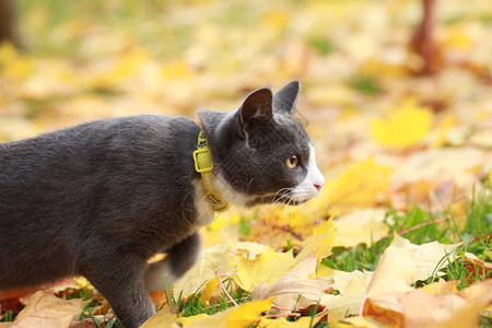 街上的灰猫牵着皮带走路图片