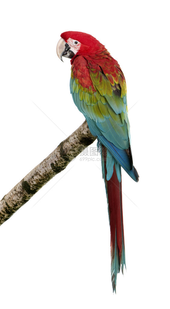 绿翼Macaw在白色背景面前18个月图片