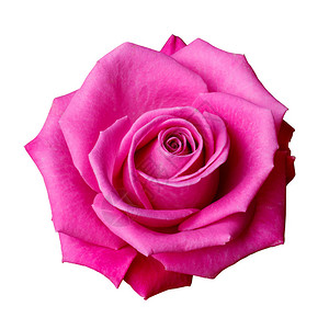 孤立的粉红玫瑰背景图片