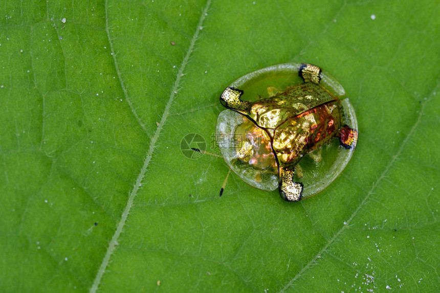 绿色树叶上的金龟甲虫或黑Escarabajotirtugade图片