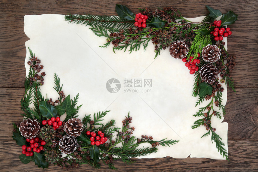 冬季和圣诞背景与冬青常春藤松果雪松柏树和冷杉在羊皮纸上覆图片