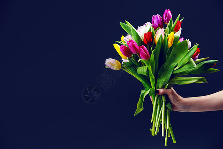 郁金香花束在美丽的手中图片