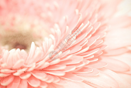 粉色菊花阳起图片