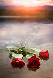 水面上的玫瑰图片