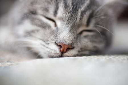 美丽的灰色猫睡觉背景图片