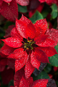 自然背景一品红圣诞花卉植物装饰圣诞壁纸图片