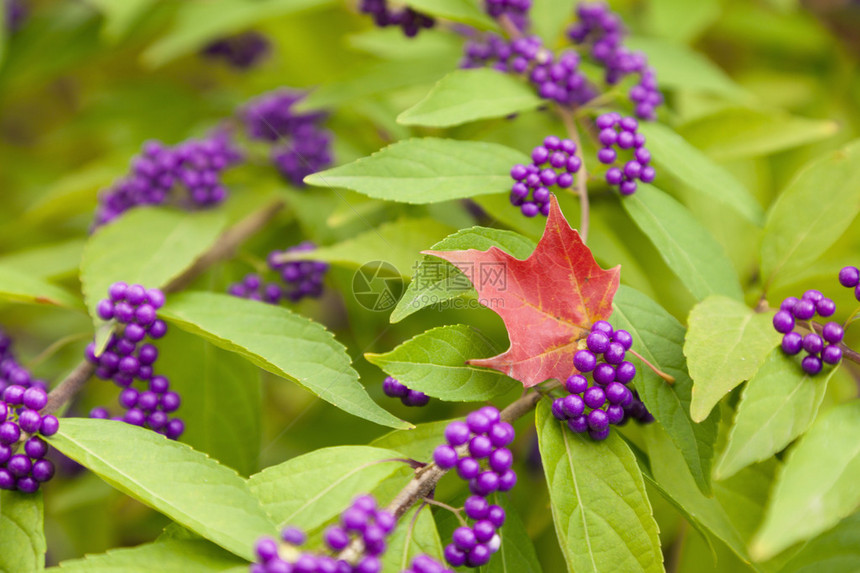 美莓灌木紫色浆果的特写图像图片