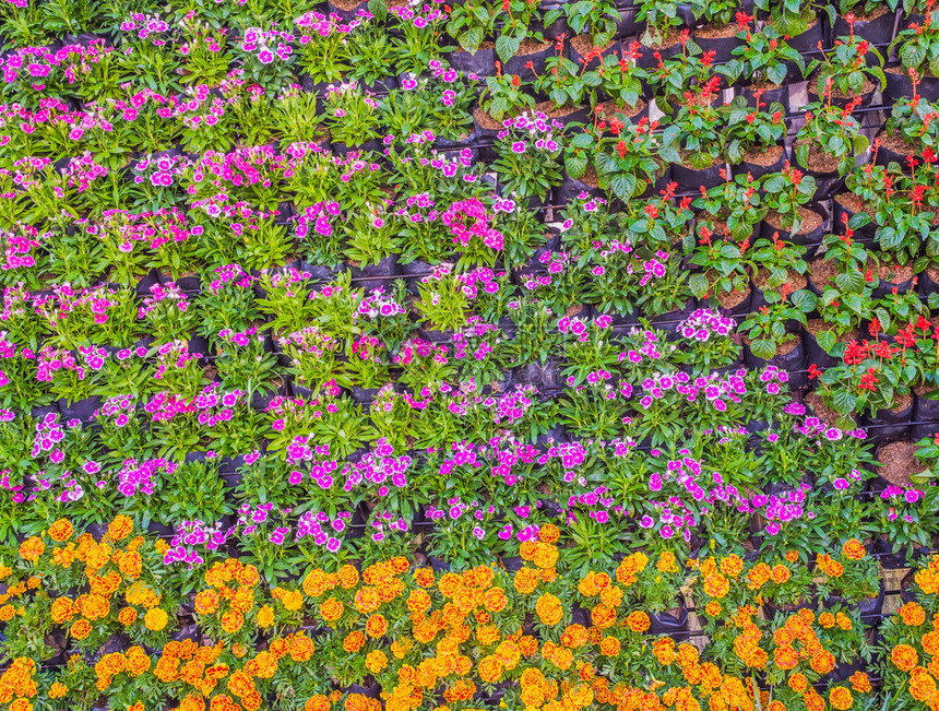 各种颜色花卉背景墙的图像图片