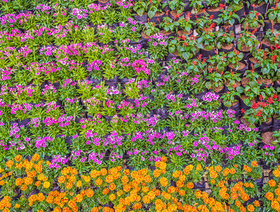 各种颜色花卉背景墙的图像图片