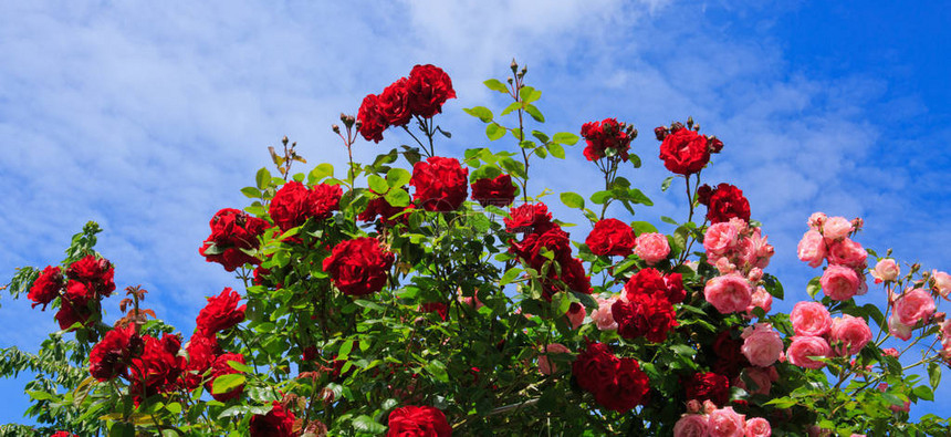 红色和粉红色的玫瑰作为自然和假日背景蓝的天空背景图片