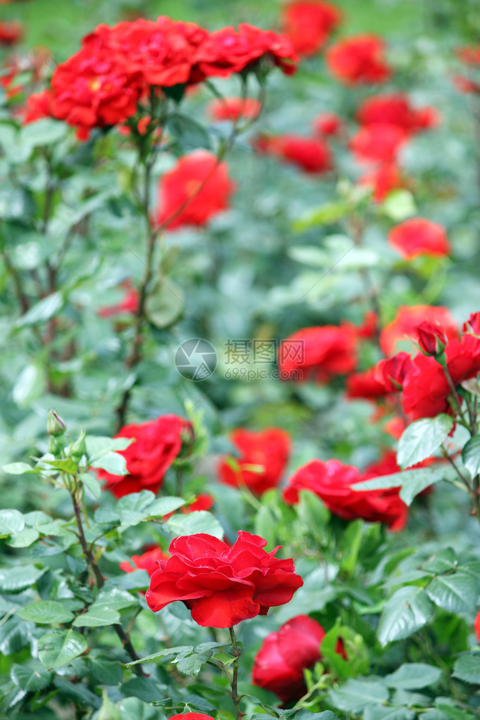 春天有红玫瑰花的园图片