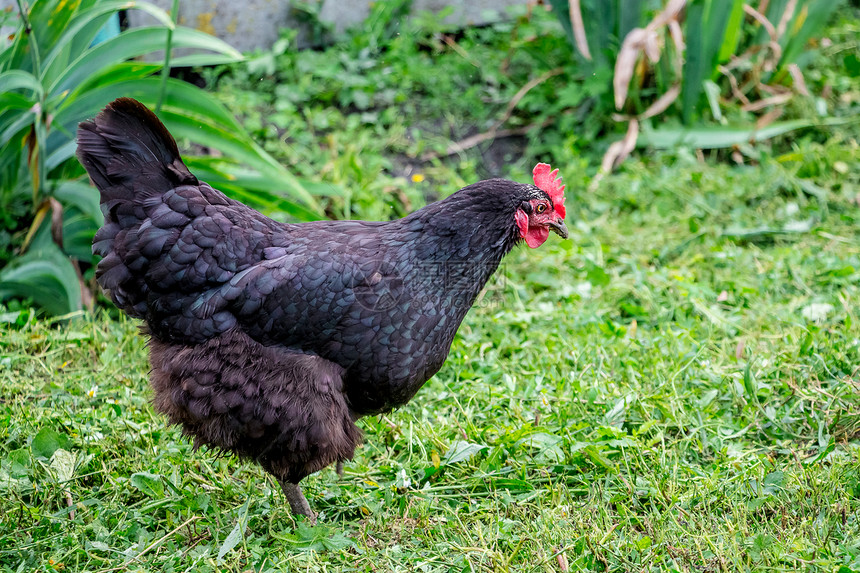 花园的草地上的黑鸡正图片
