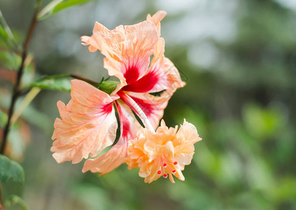 冲绳盛开的乳粉色芙蓉花高清图片