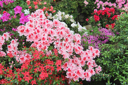 有粉红色花朵的各种开花植物图片