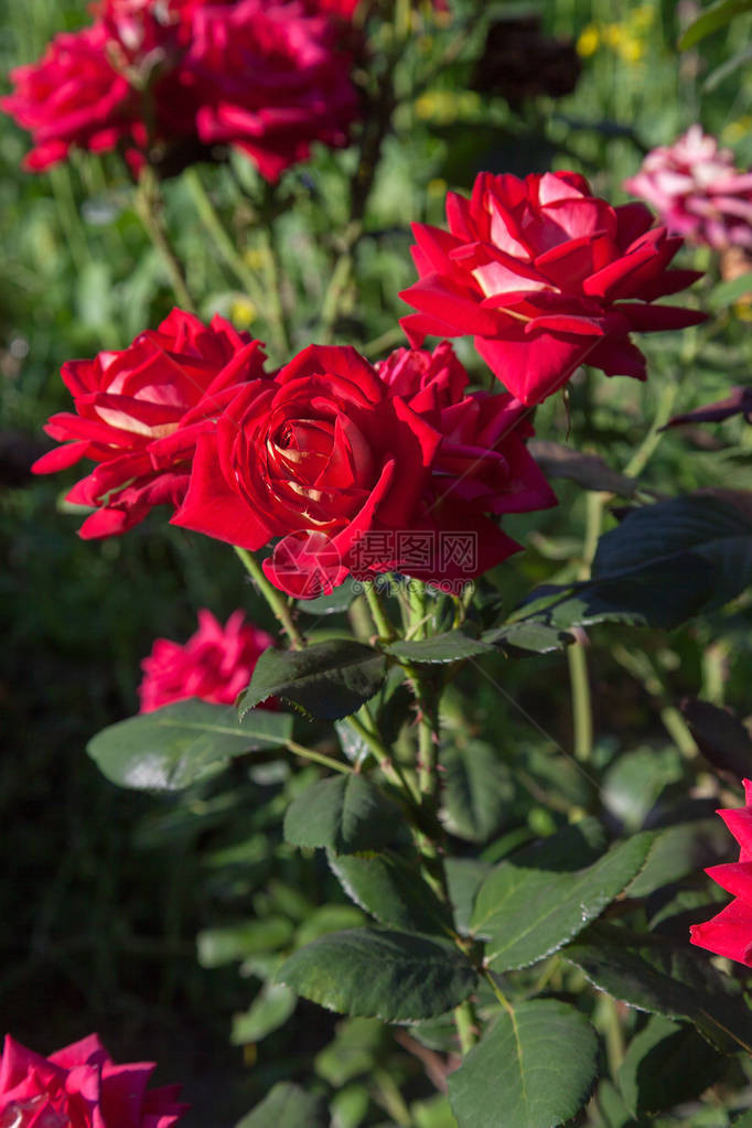 花园里盛开着一朵鲜红的玫瑰图片
