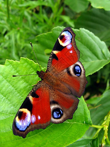 非常美丽的孔雀蝴蝶坐在叶子上图片