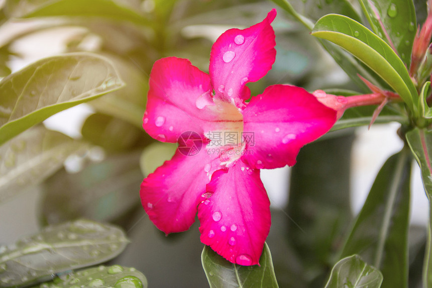 粉色的azalea花朵图片