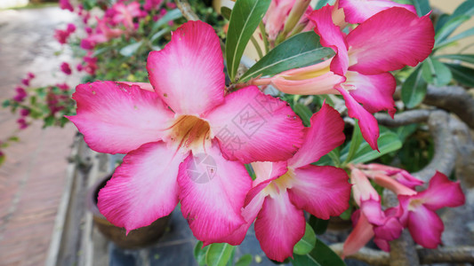 热带花朵粉红色图片