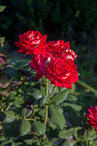 花园里盛开着一朵鲜红的玫瑰背景图片