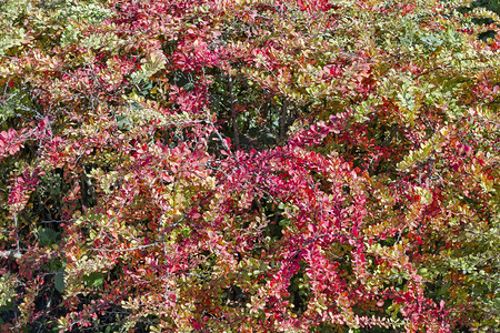 伏牛花灌木背景的红色和黄色秋叶背景图片