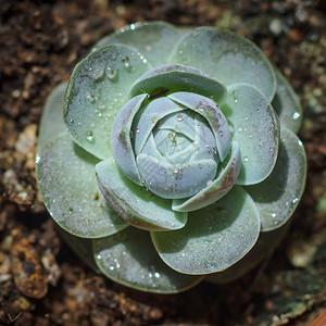 仙人掌沙漠植物图片