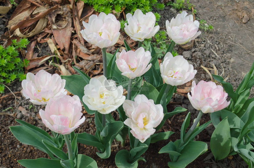 花园里的双粉红牡丹郁金香美丽的双图片