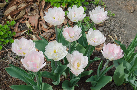 花园里的双粉红牡丹郁金香美丽的双图片