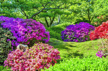 日本花园与树木和盛开的灌木丛周围有岩石和盛开的灌木美图片