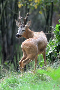 瑞沃里夏日森林里的小鹿背景