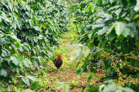 Bolaven高原咖啡有机农场的鸡巴色占巴塞省老挝人图片