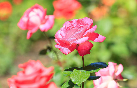 美丽的粉红玫瑰在春天绽放图片